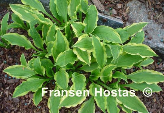 Hosta Little Star Struck